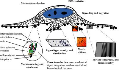 Cellulose Biomaterials for Tissue Engineering